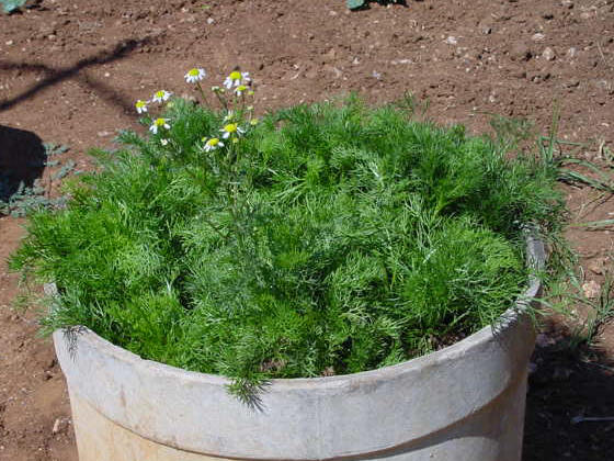 camomile,roman chamomile,english chamomile,garden chamomile,low chamomile,whig plant